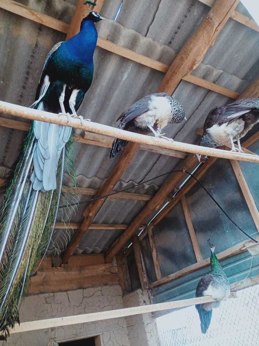 Павлин (жарптица)