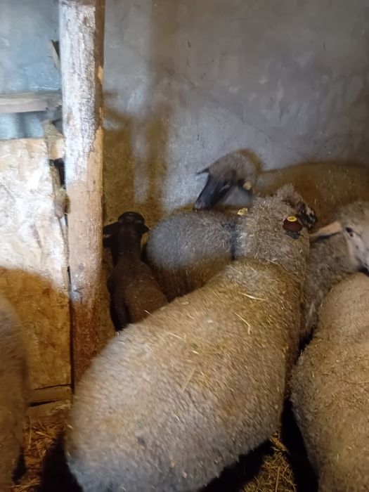 Oi fatate si gestante