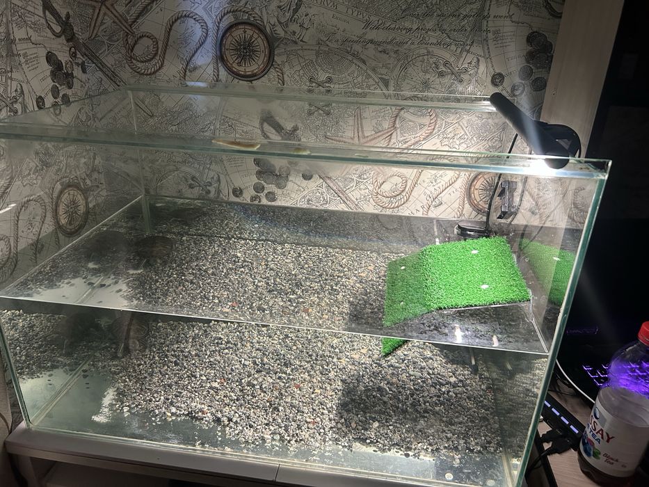 Продам аквариум с черепахой