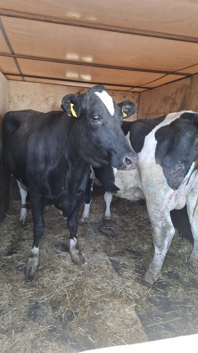 Грузоперевозки КРС МРС Лошодей и др.