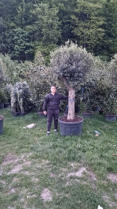 Vand maslin mai multe dimensiuni