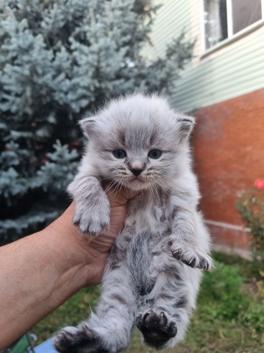 Отдадим котенка невский маскарадный. Мальчик.