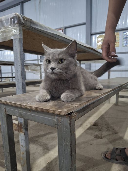 Scottish Straight 3 yosh Erkak Nasl olish uchun