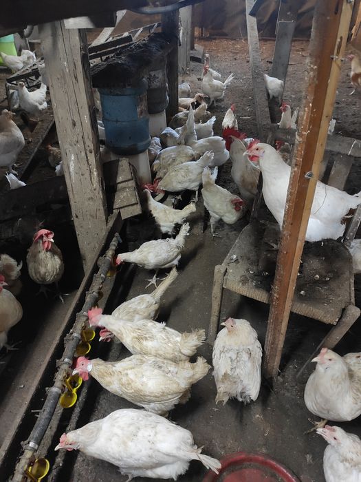 Продам кур молодок