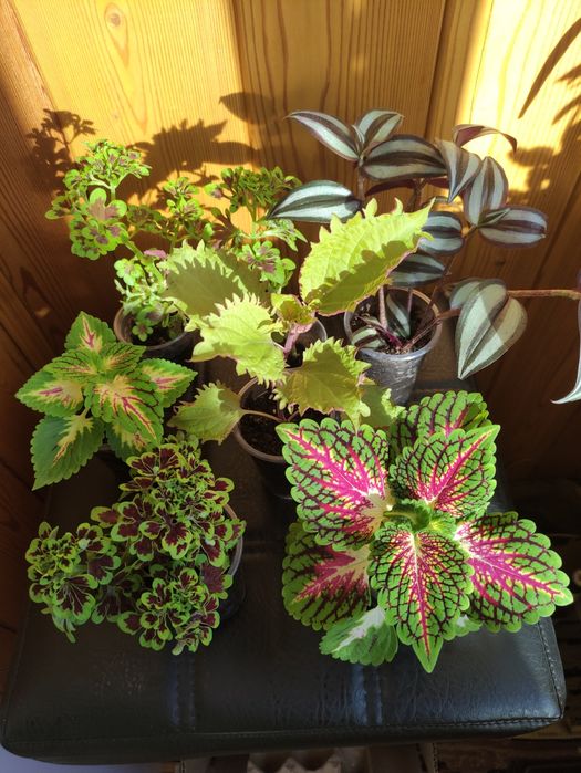 Растения для дома, дачи и в подарок!