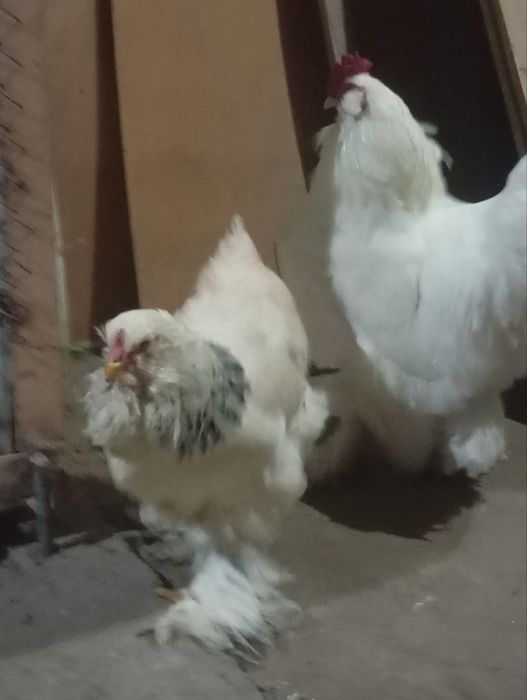 Brama tovuq xoroz sotiladi