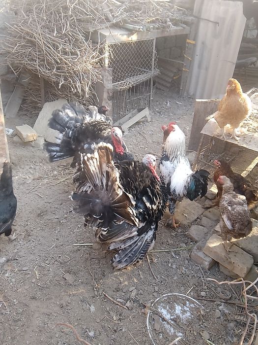 товук херозла бор