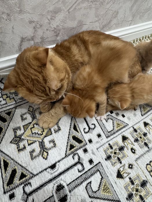 Котята скотиш фолд