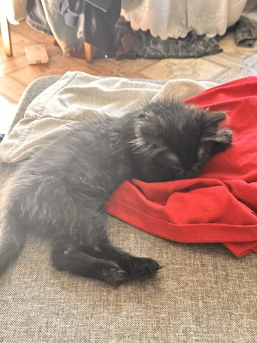 котенок бесплатно
