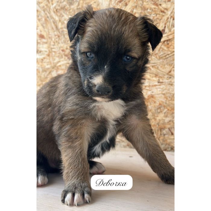 Отдаются только в добрые и ответственные руки!