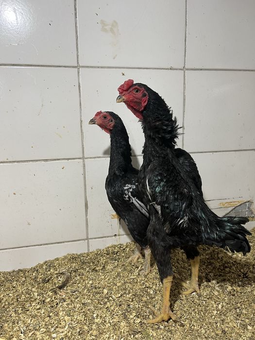 Карейский ко шамо пара сотилади продаются куры породы Шамо