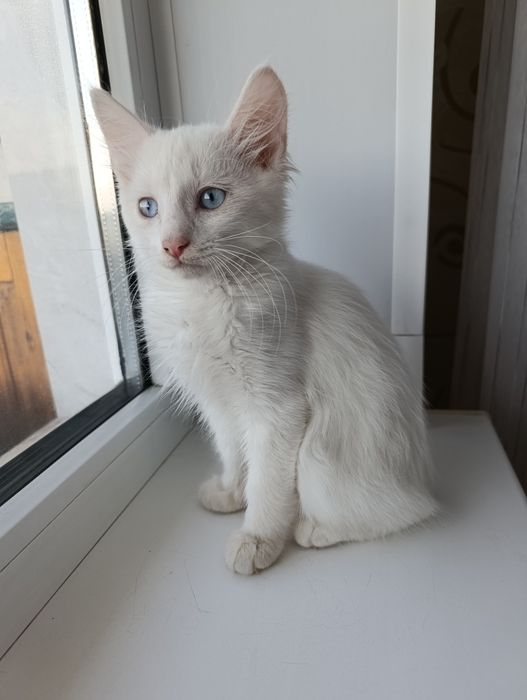 Отдам котёнка в добрые руки.