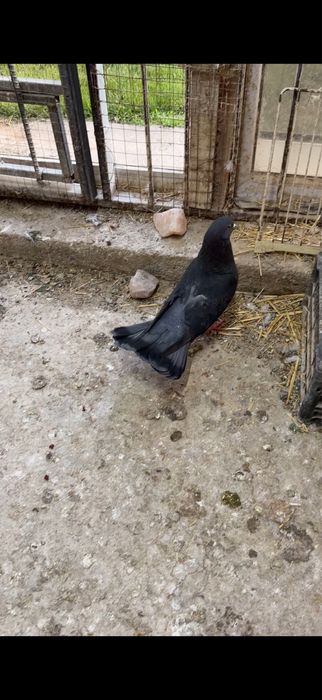 Голуби. Ширакохвостый Киш миш самец