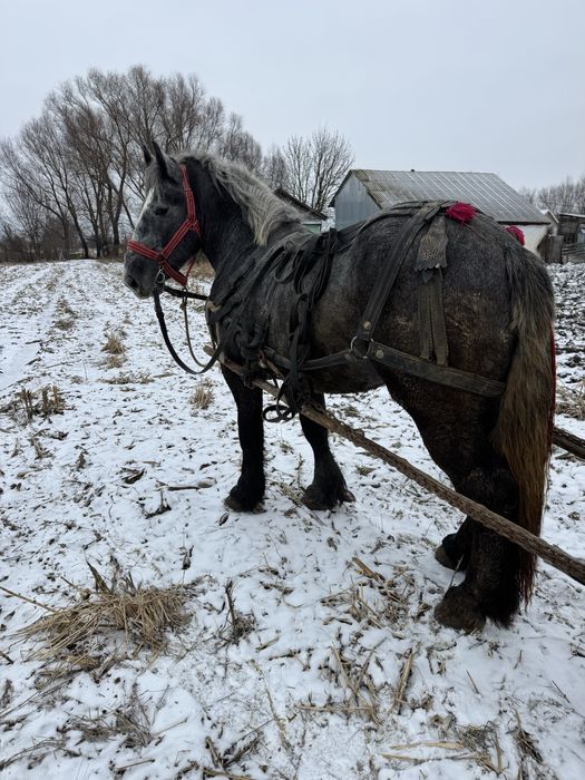 Vand manz 2 ani jumatate