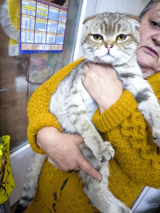 Кот, котик, кошка, котенок