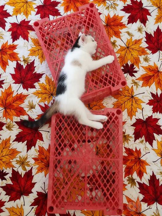 Особенный котёнок,  mushukcha