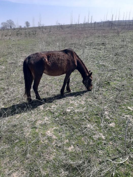 Қысыр биелер сатылады 2Данчак