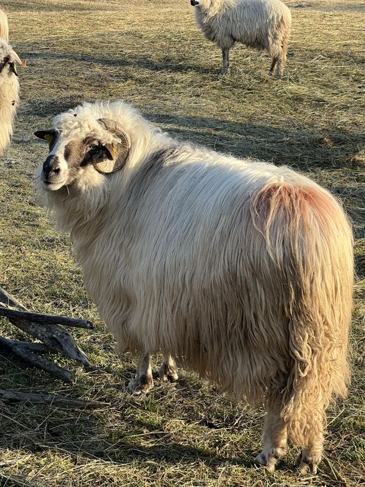 Oi tinere disponibile