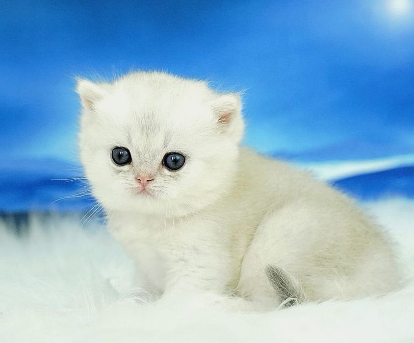 Британский зеленоглазый мальчик