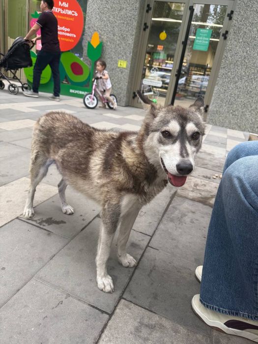 Собака Лайка ищет дом