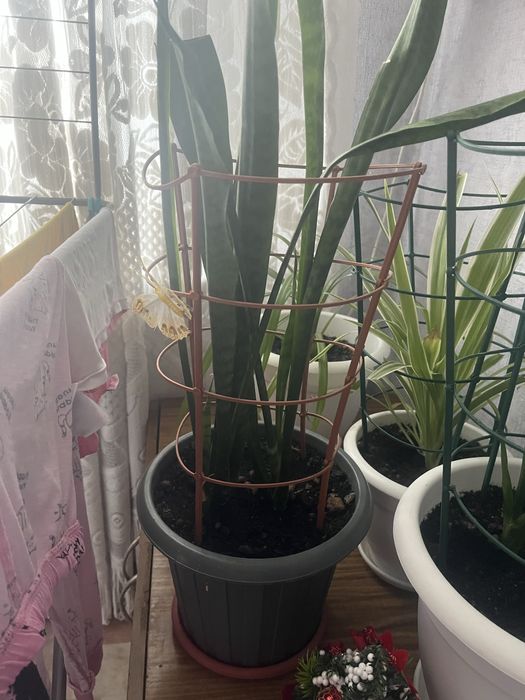 Продам цветок ухоженный