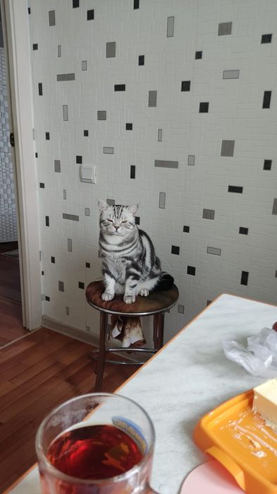 Котята британская мраморная