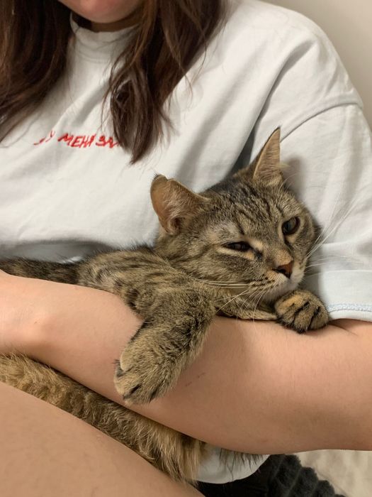 Отдам кошечку в хорошие руки