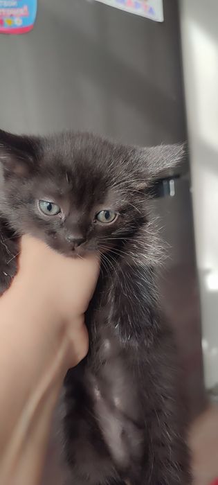 Маленькие драконы (котята)