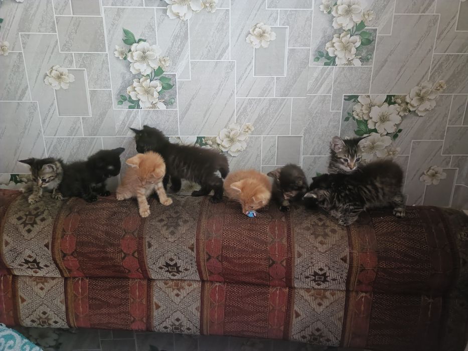 Одам в добрые руки Котят