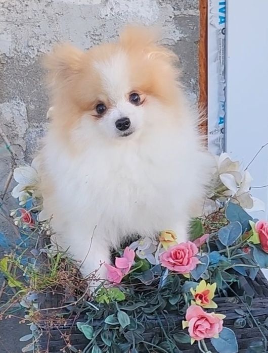 Мъжки миниатюрен померан с всички ваксини