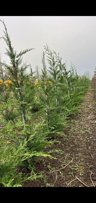 Leylandi chiparos ghiveci sau la balot