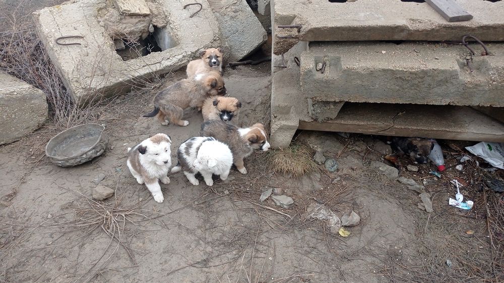 Иттер жақсы қолдарға/Собаки в добрые руки