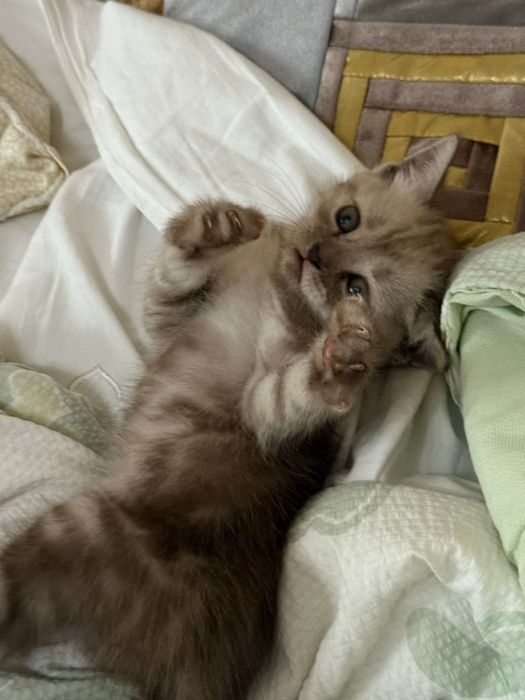 Котёнок парода британский