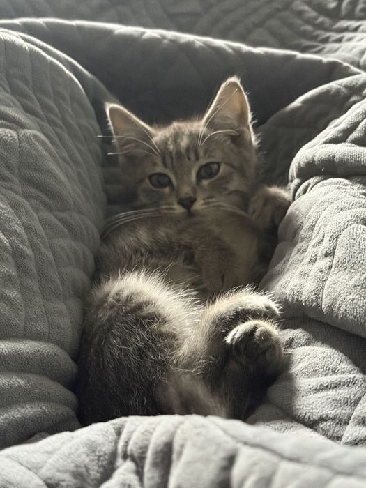 Котенок, 3 месяца