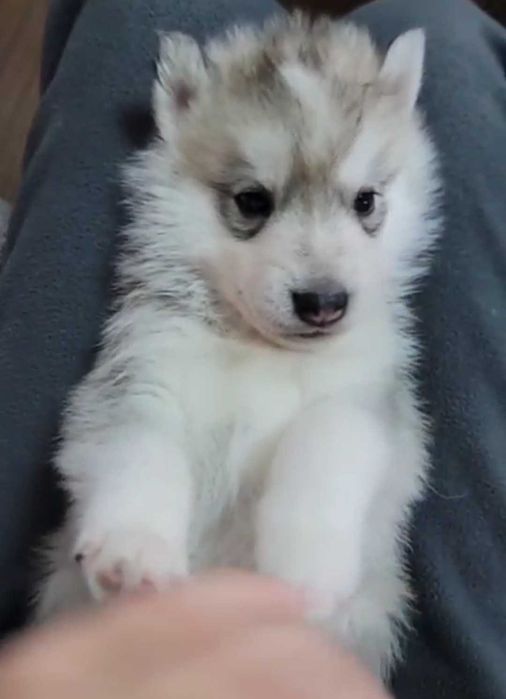 Срочно чистокровный сибирский хаски мальчик 1,5 месяца