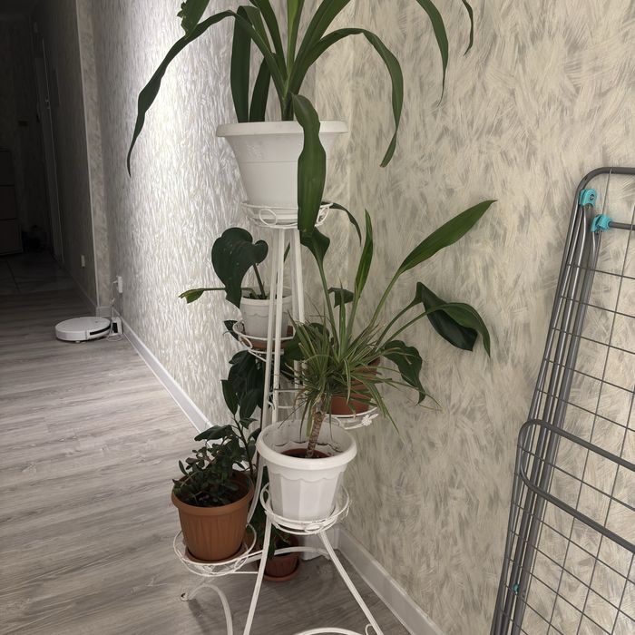 Комнатные цветы все вместе драцена женское счастье