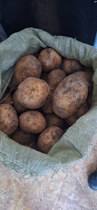 Продам картофель в мешках
