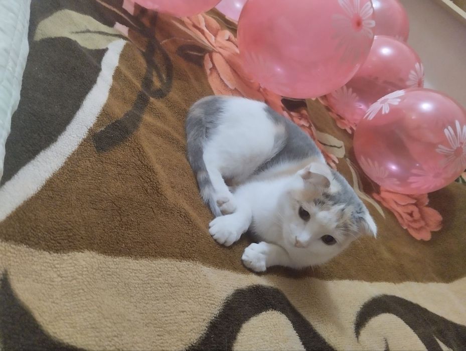 Котят  отдам в хорошие руки 3 месячные  1 мальчик и 2 девочки