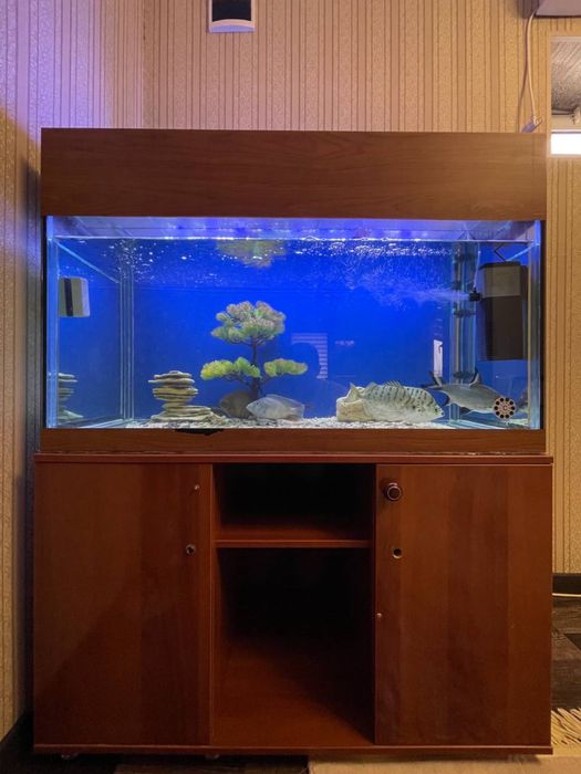 продам аквариум с рыбами 300 л