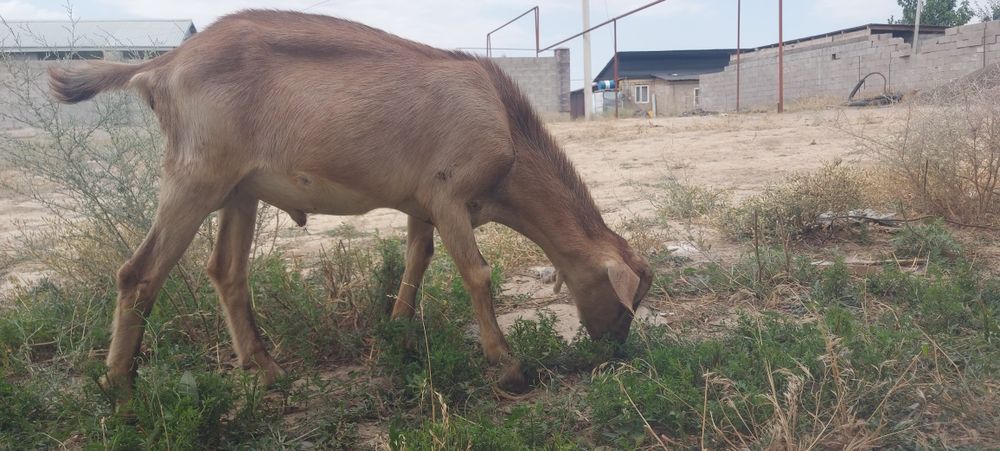 Козел породистый