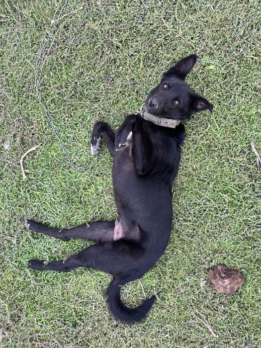 восточно европейская овчарка черная