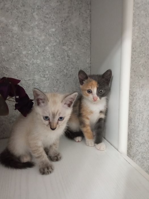 Отдам котят в добрые руки
