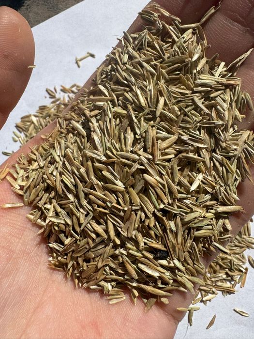 Samanta iarba, coasa,pasune,amestec,Sudan