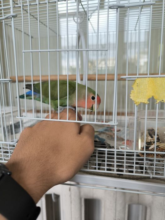 Продается ручной попугай неразлучка