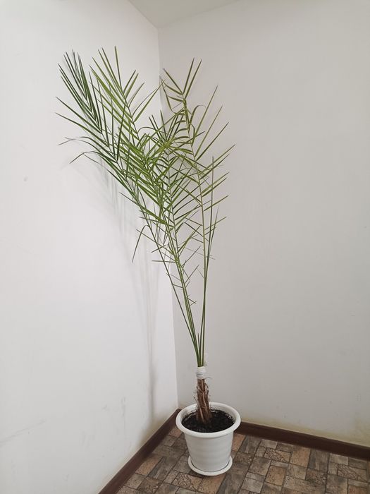 Домашний цветы продам