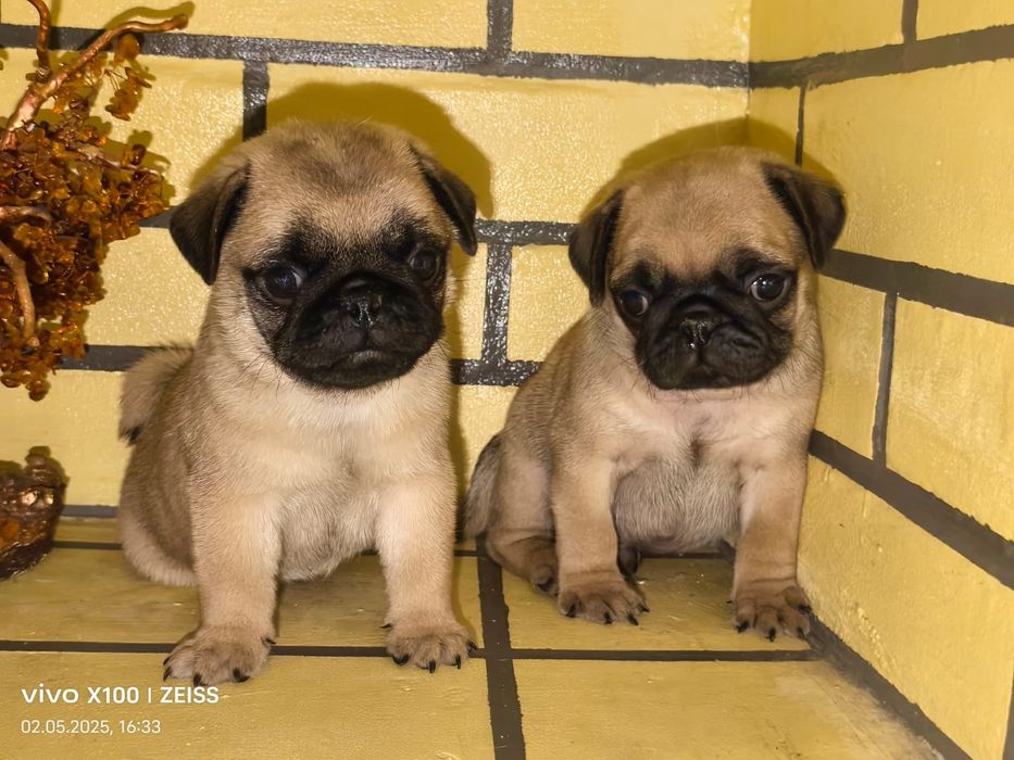 Очаровательные щенки мопса.