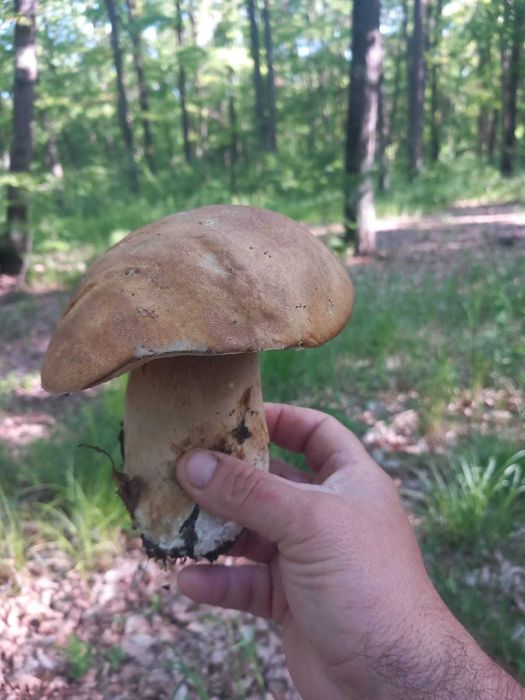 Hribi uscati 50 lei 100 grame