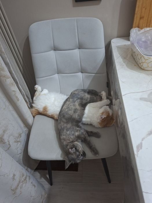 Отдам в хорошие руки котят