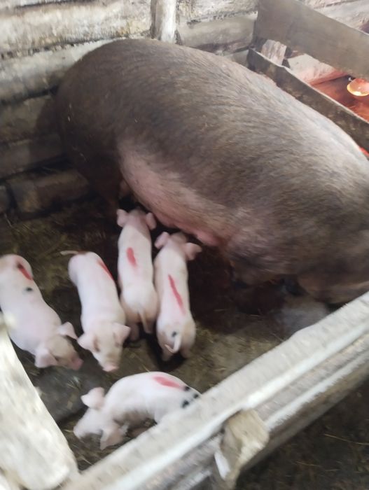 Продажа поросят .