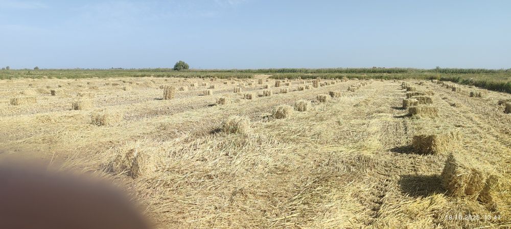 Продаются тюки рисовой соломы